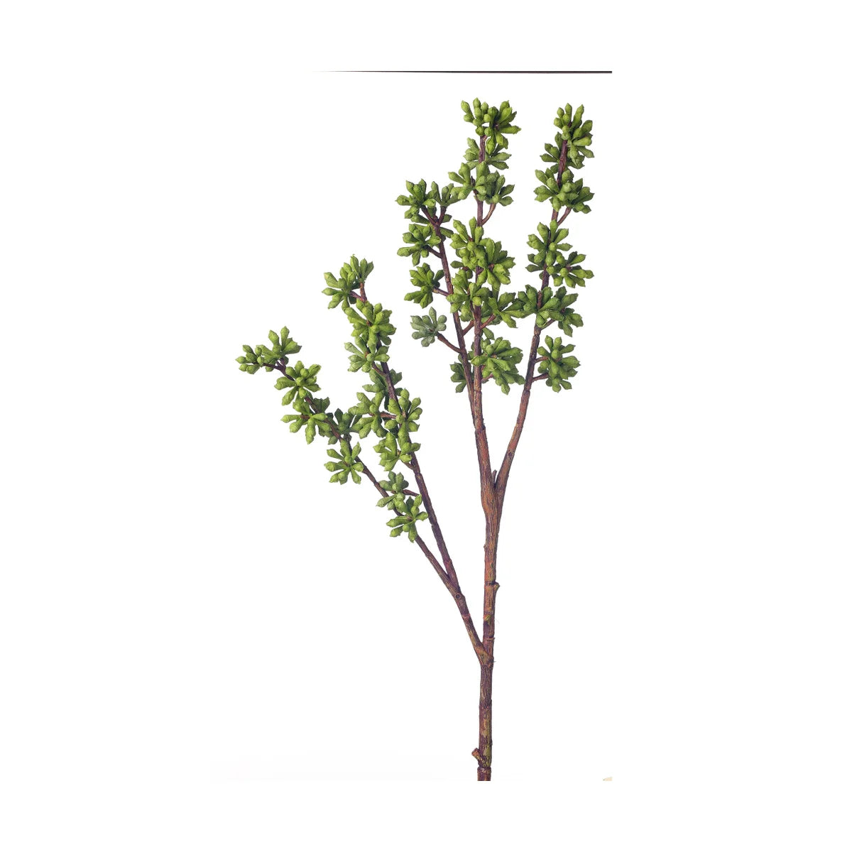 Sedum Nut Spray