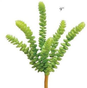 Soft Touch Succulent