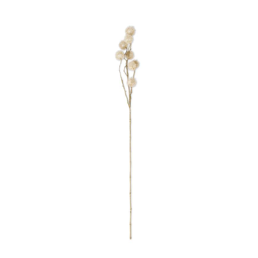 Sycamore Fruit Ball Stem