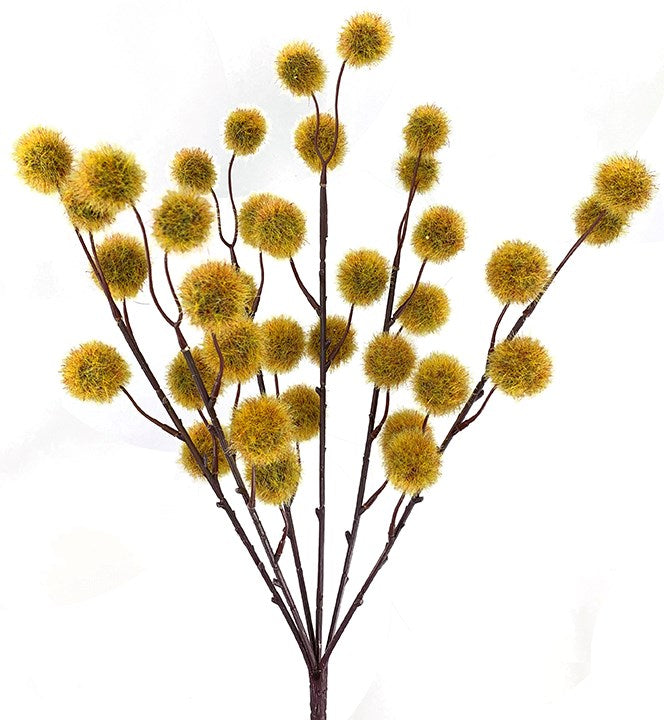 Yellow Pom Pom Bush