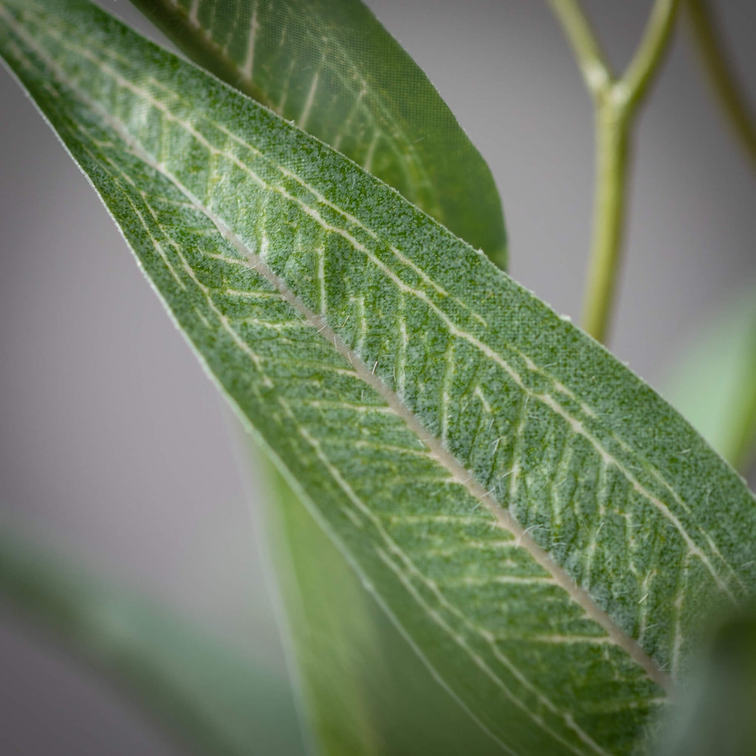 Willow Eucalyptus Spray