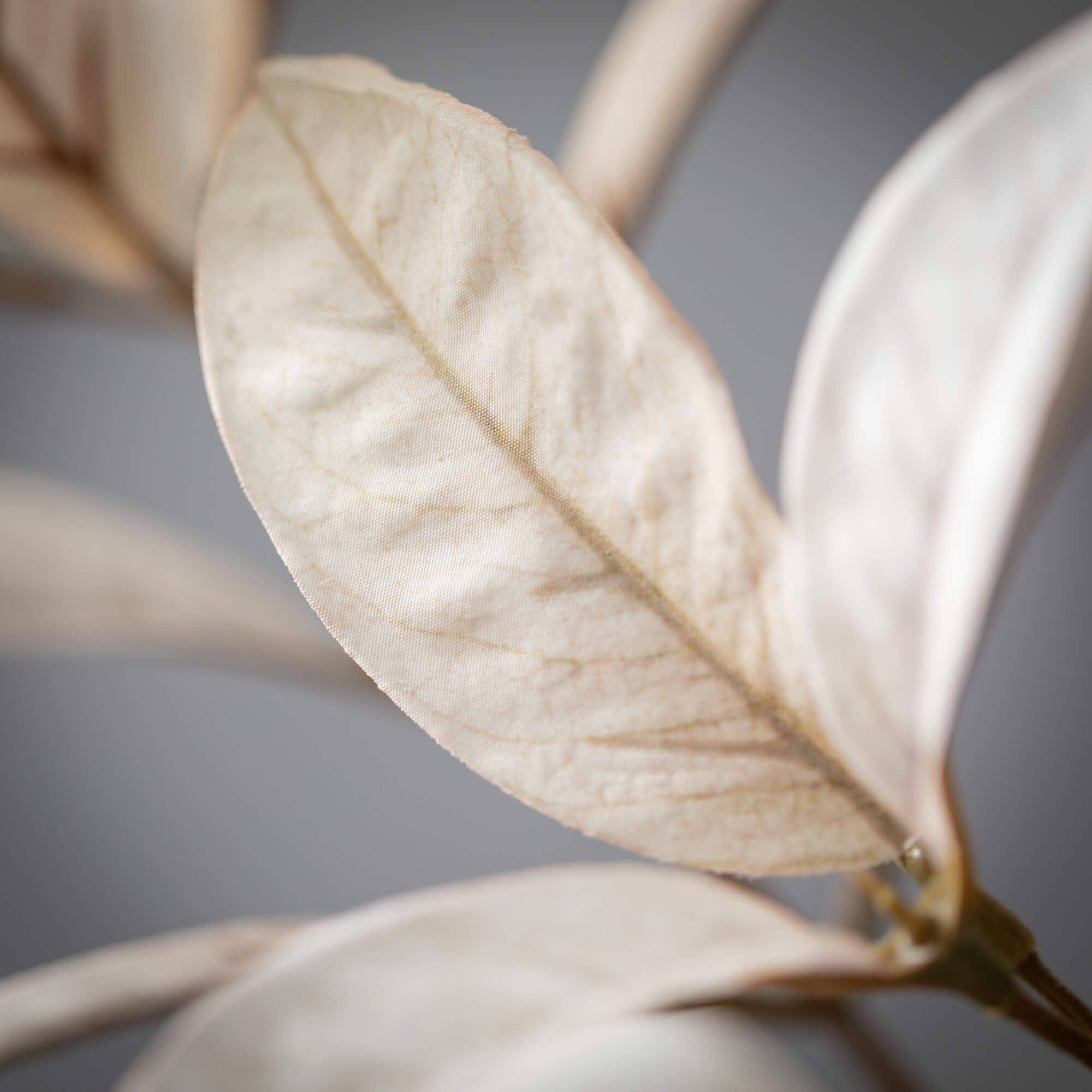 Bicolor Croton Spray