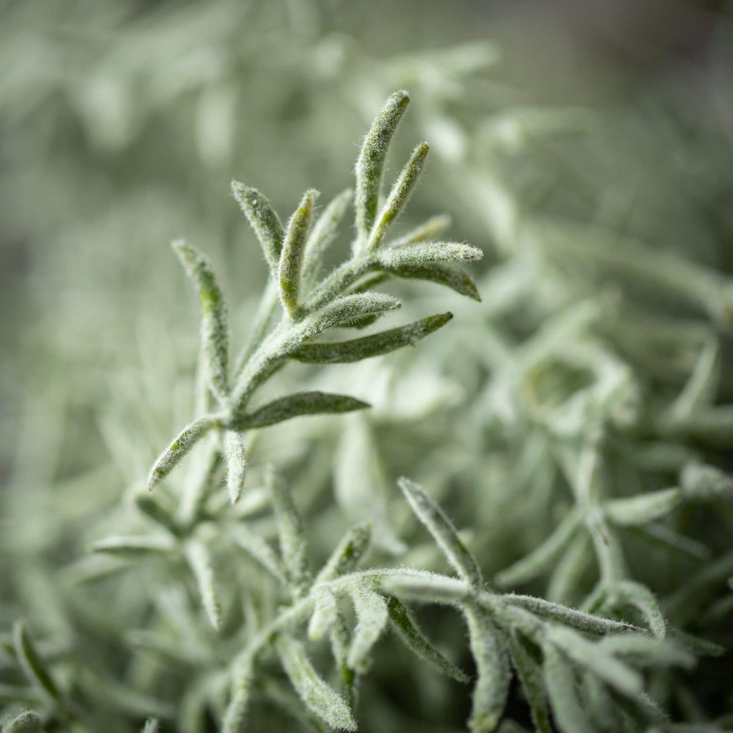 Rosemary Spray