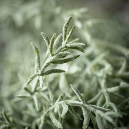 Rosemary Spray