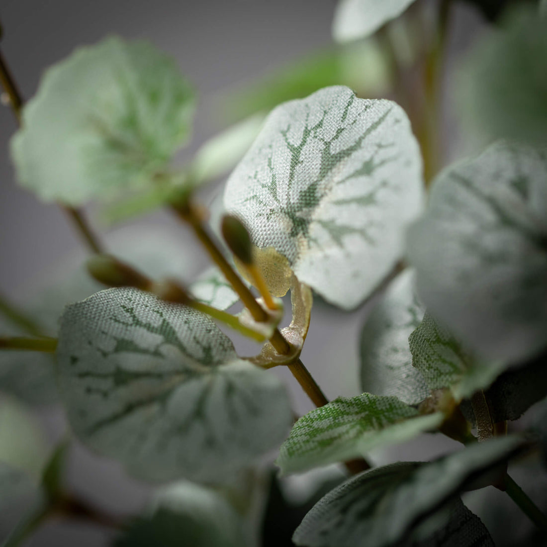 Begonia Bush