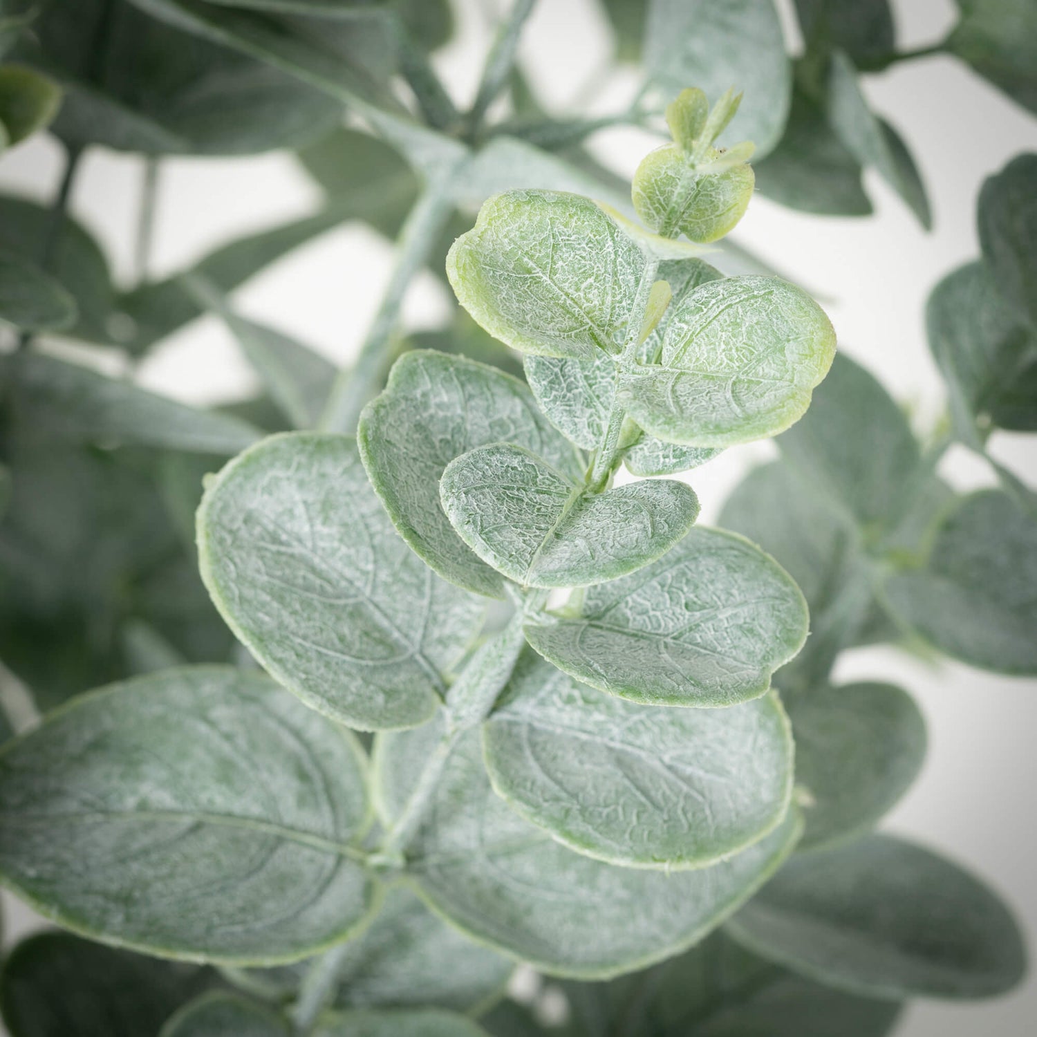 Potted Eucalyptus