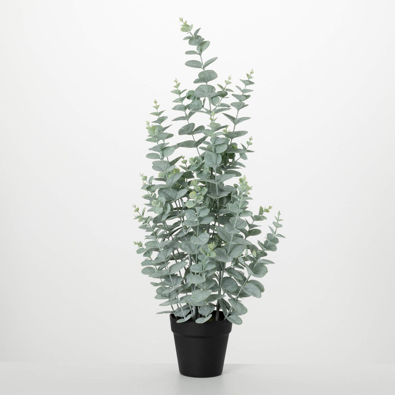 Potted Eucalyptus