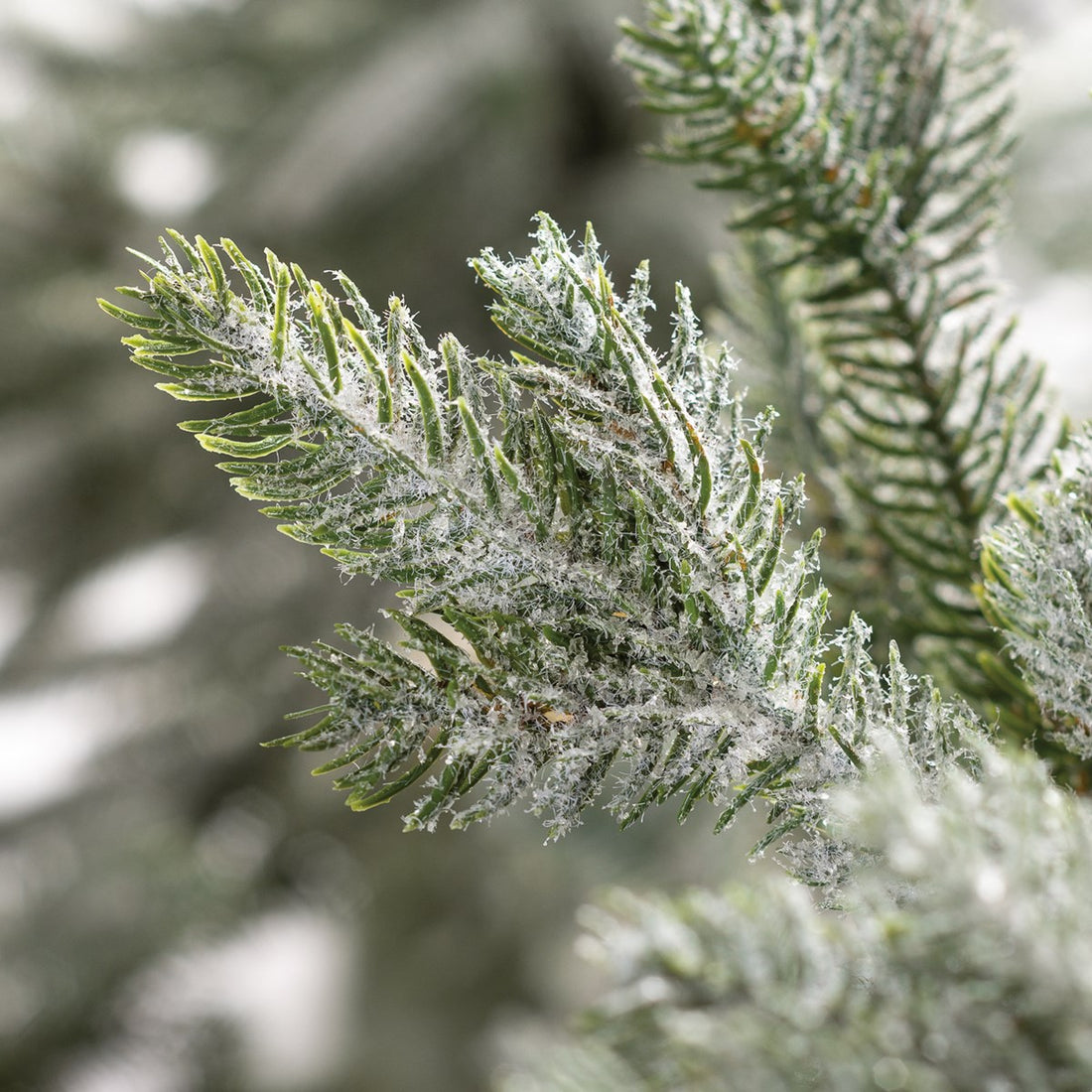 Iced Tree