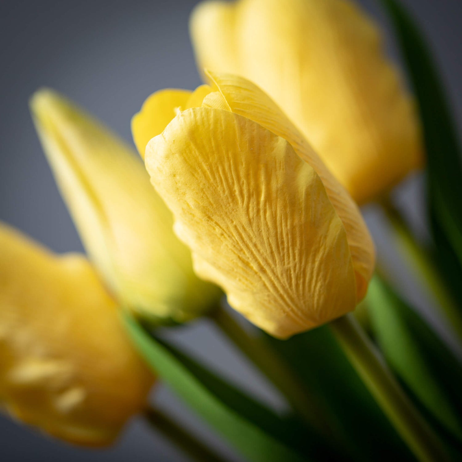 Tulip Bunch