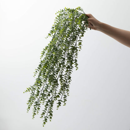 Eucalyptus Hanging Bush