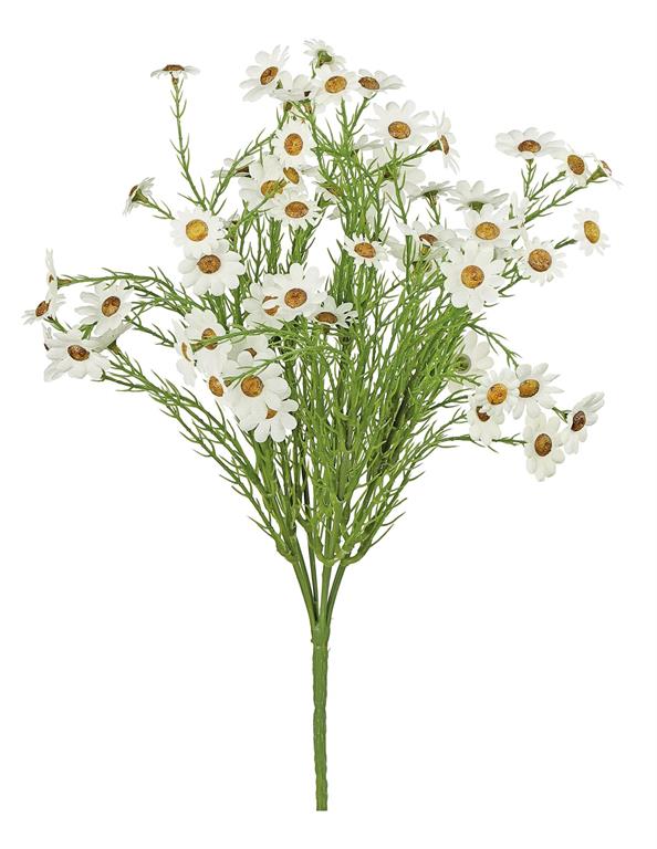 Daisy Bush