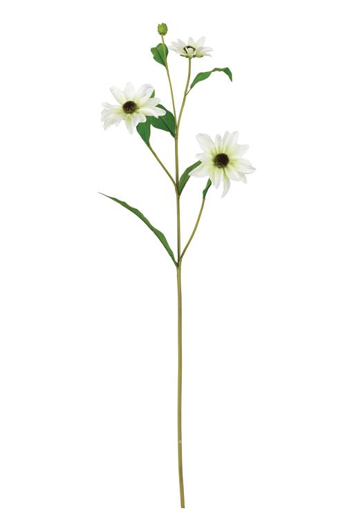 Black-Eyed Susan