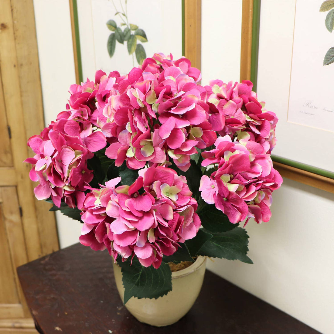 Fuchsia Hydrangea Bush