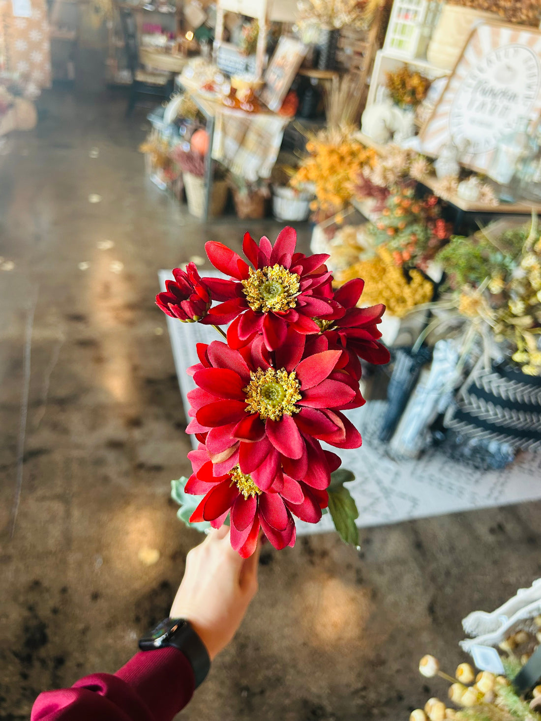 Red Daisy