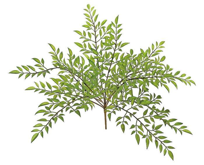 Nandina Leaf Bush