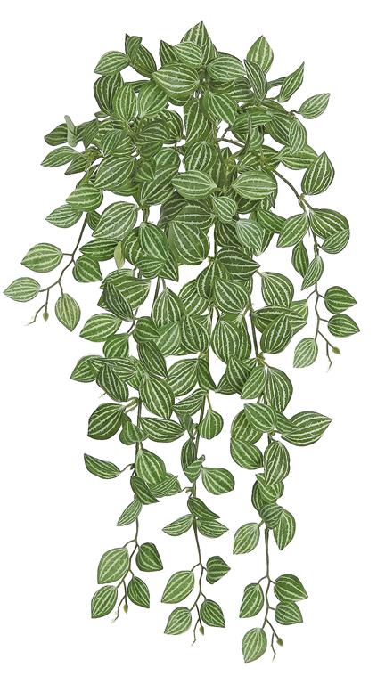 Mini Watermelon Peperomia