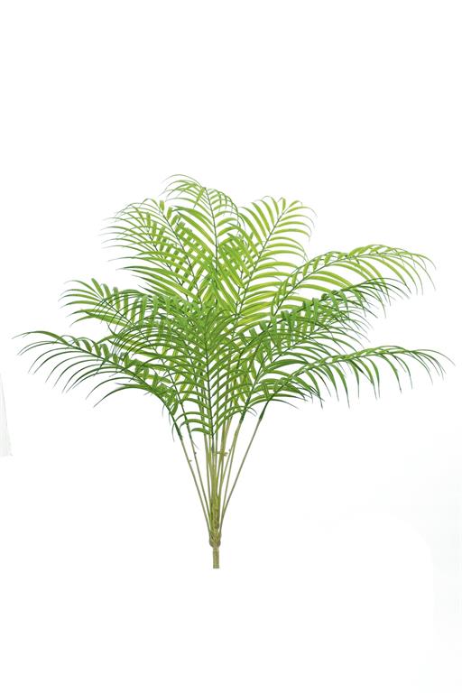 Areca Palm Plant