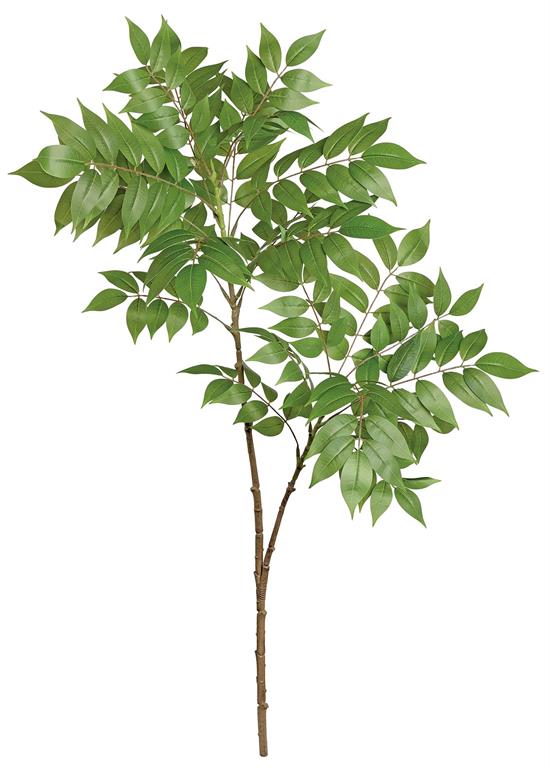 Wisteria Leaf Branch