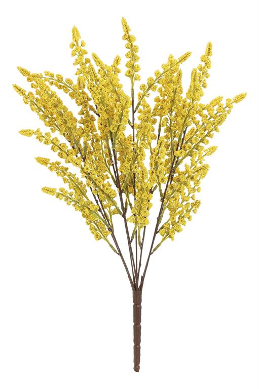 Silver Wattle Bush