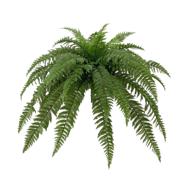 Leather Fern Bush