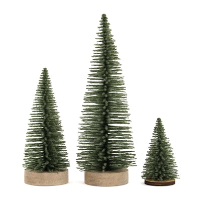 Green Bottlebrush Tree