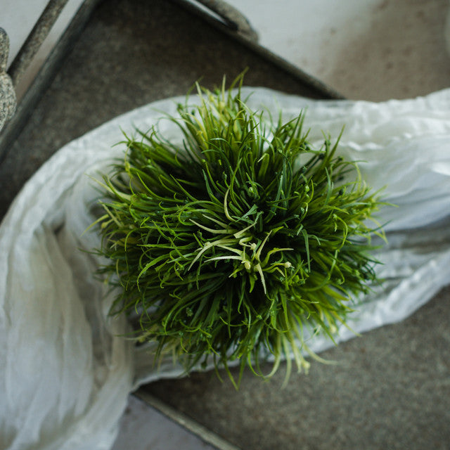 Indian Tree Spurge Table Piece