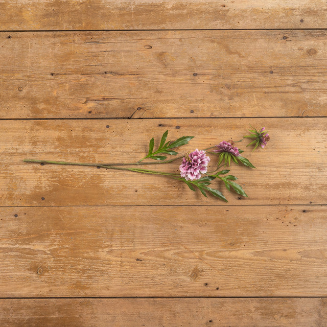 Scabiosa Spray