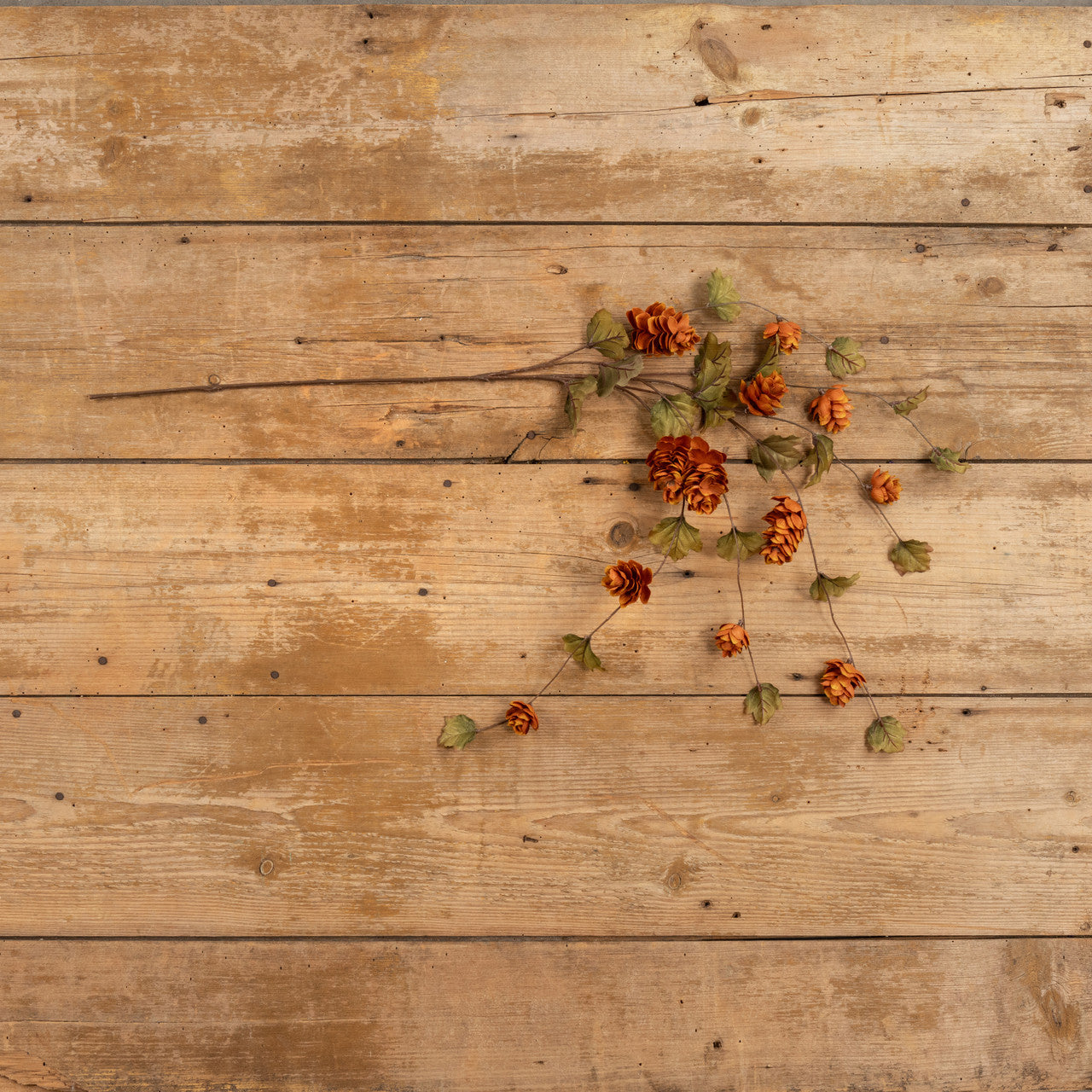 Brown Hops Stem
