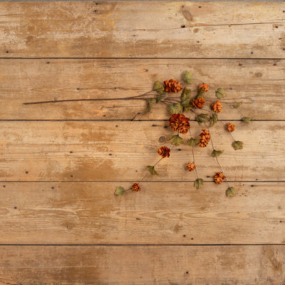 Brown Hops Stem