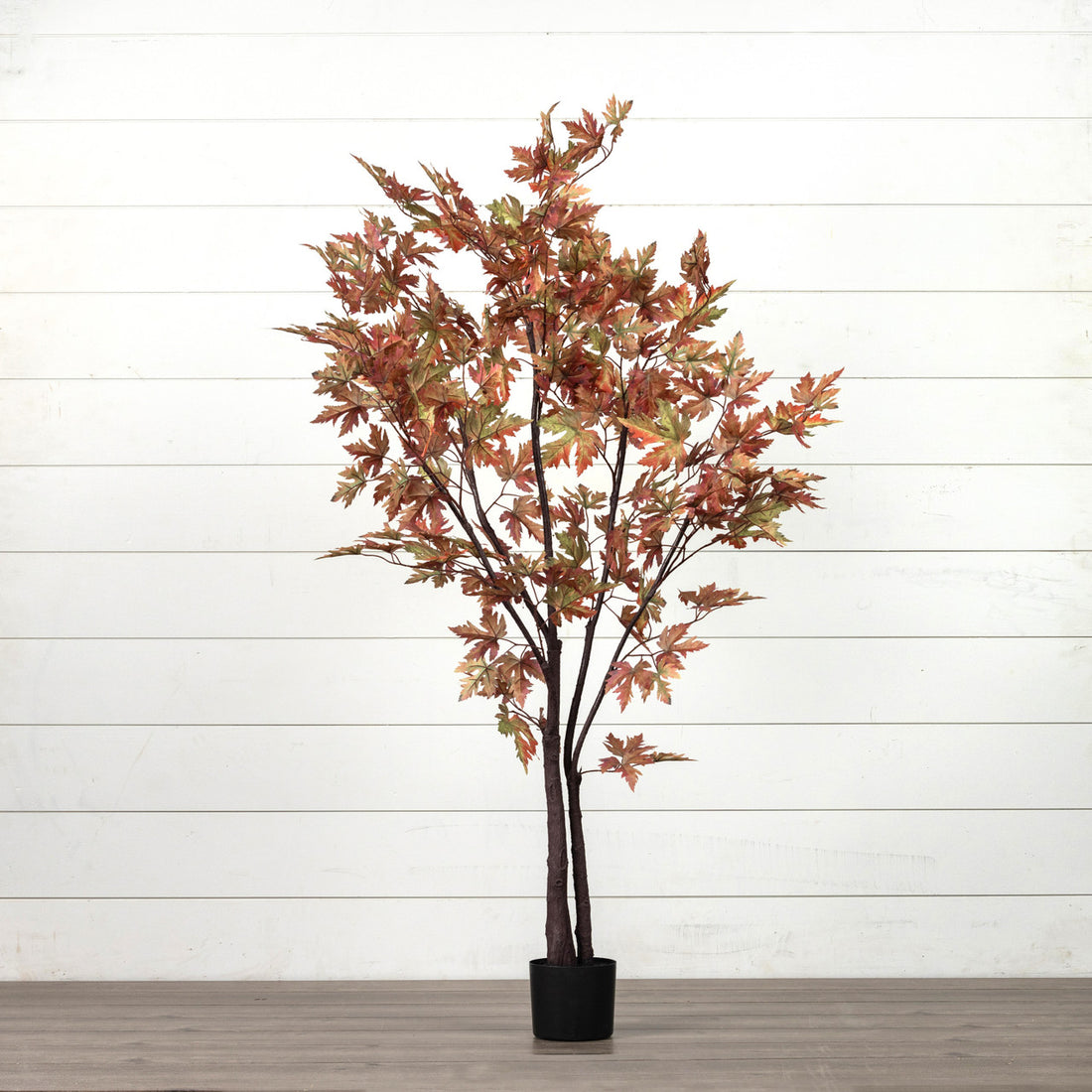 Fall Maple Leaf Tree