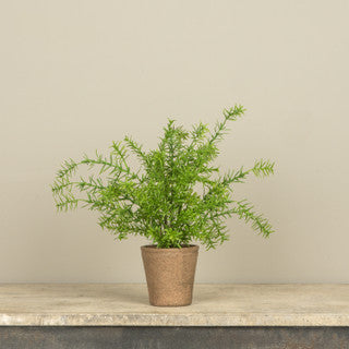 Potted Rosemary
