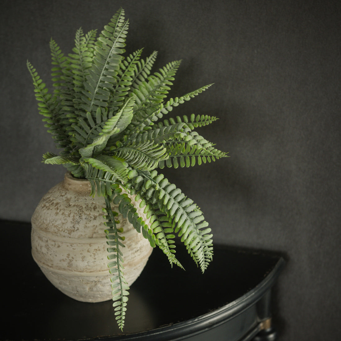 Persian Leaf Fern