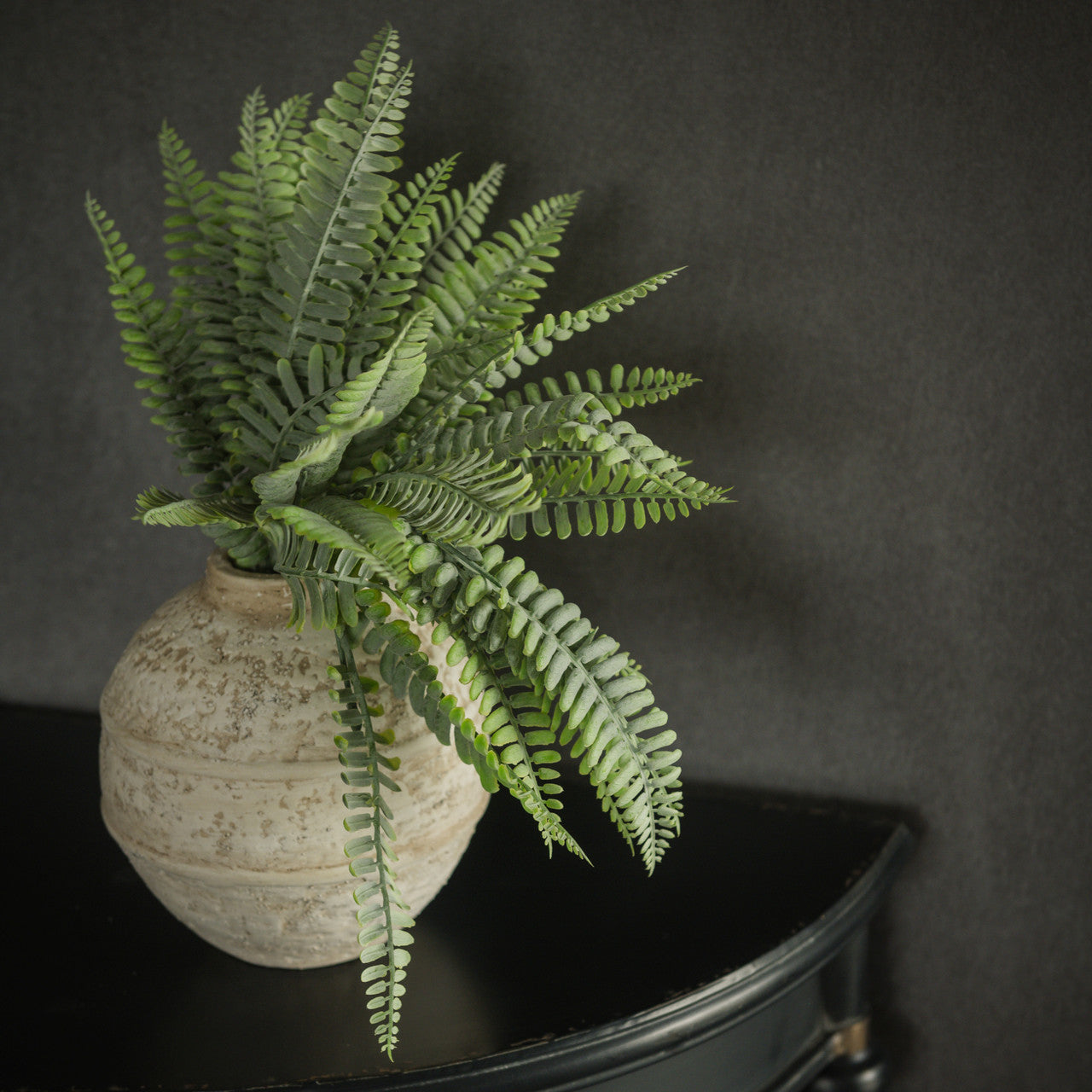 Persian Leaf Fern