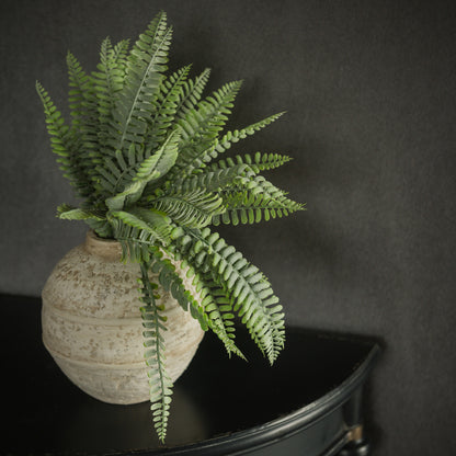 Persian Leaf Fern