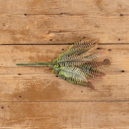 Rust Persian Leaf Fern