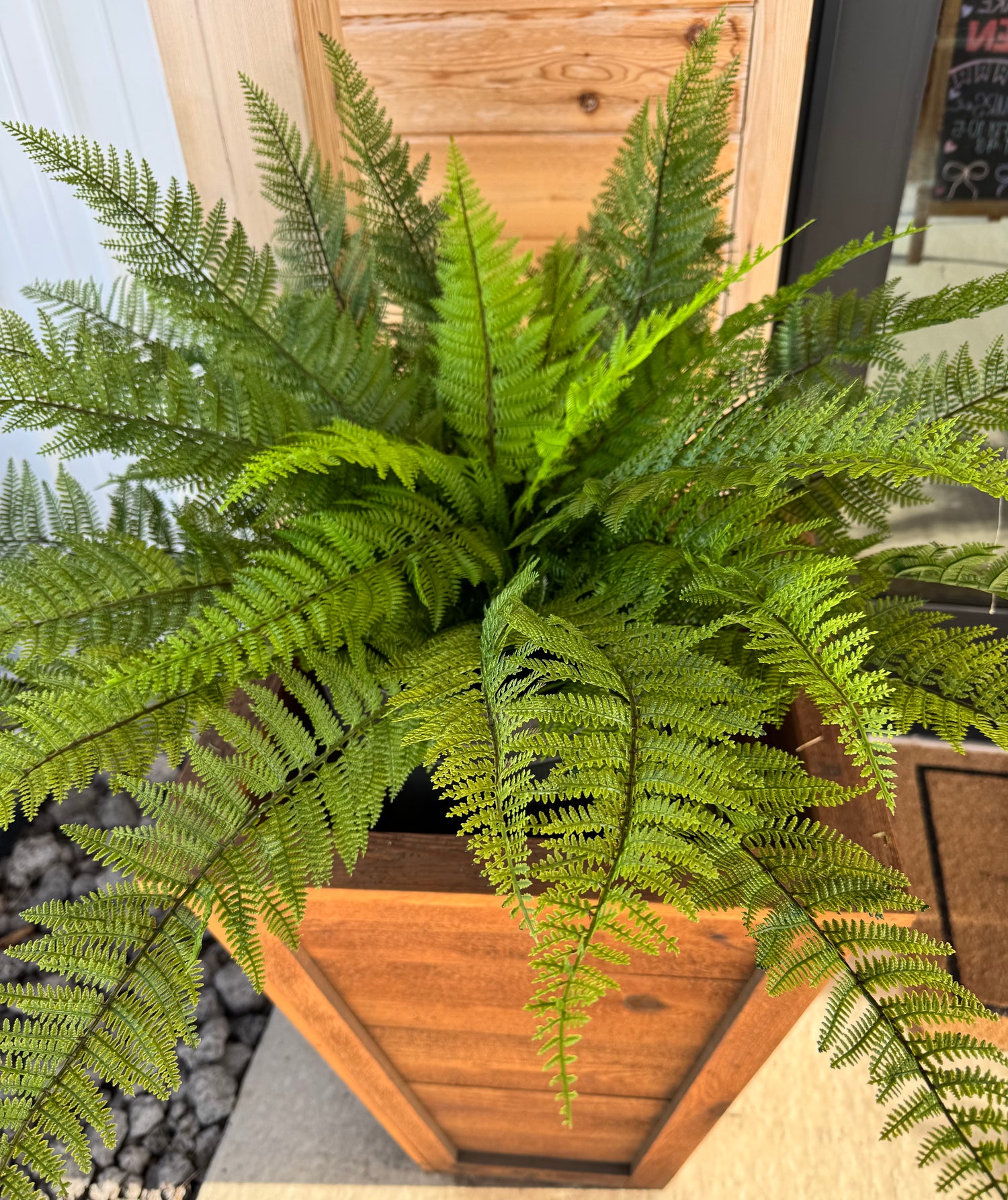 Leather Fern Bush