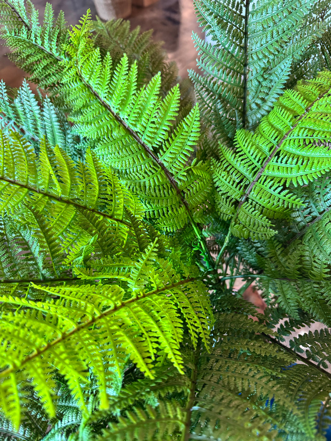 Small Leather Fern