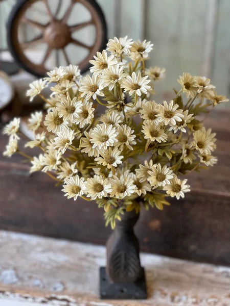 Ashdale Daisy Bush