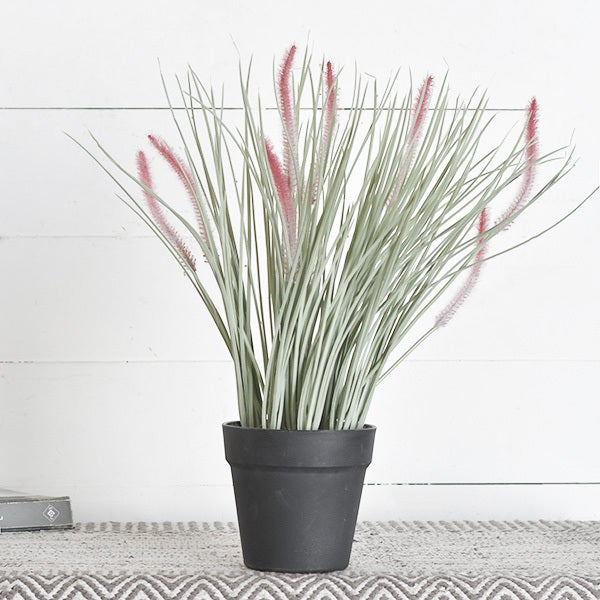 Grass in Black Pot