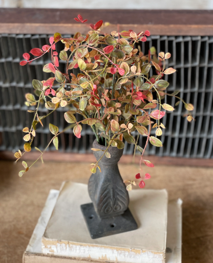 Bog Pimpernel Bush | Red | 12&quot;