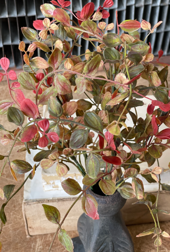 Bog Pimpernel Bush | Red | 12&quot;