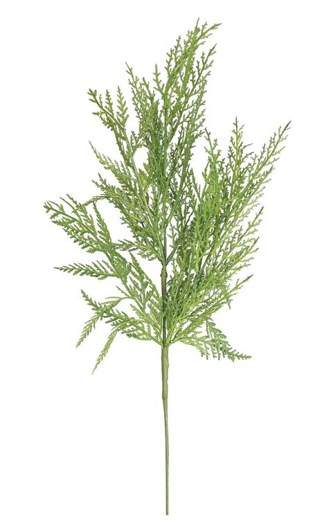Cypress Pine Pick