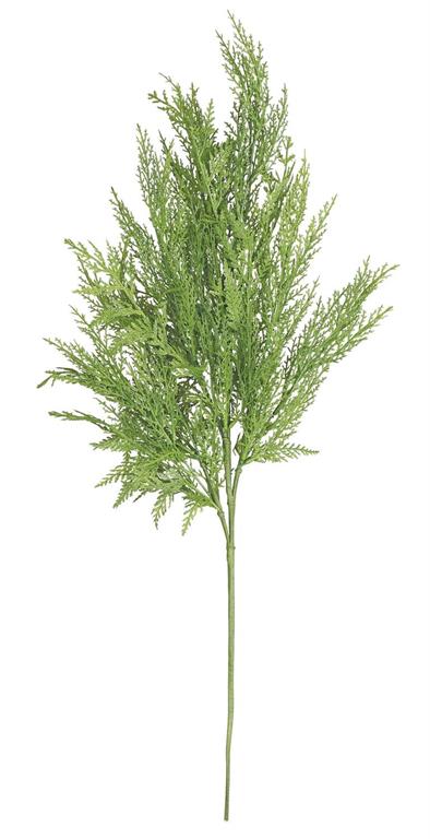 Cypress Pine Branch