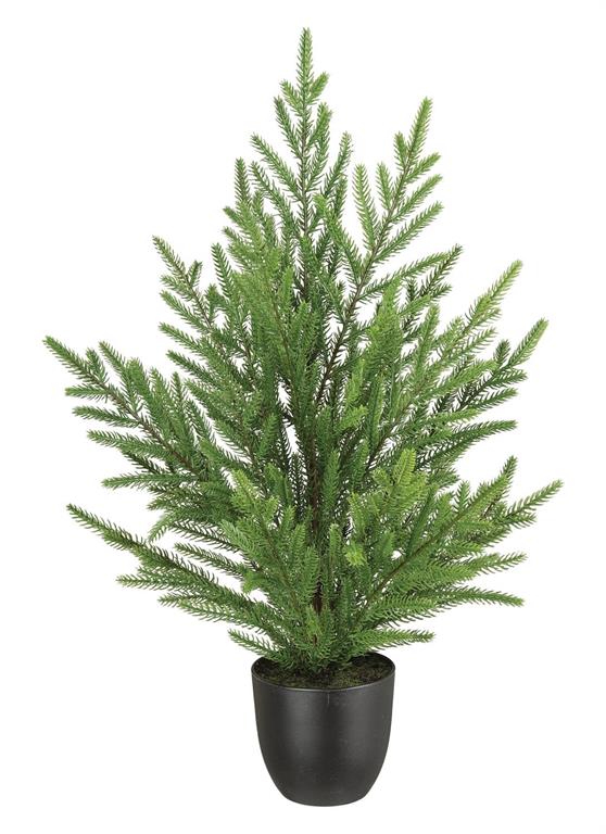 Pine Tree in Pot