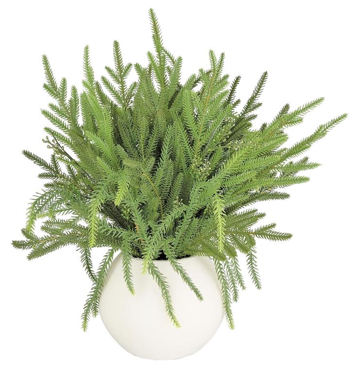 Soft Pine in Pot