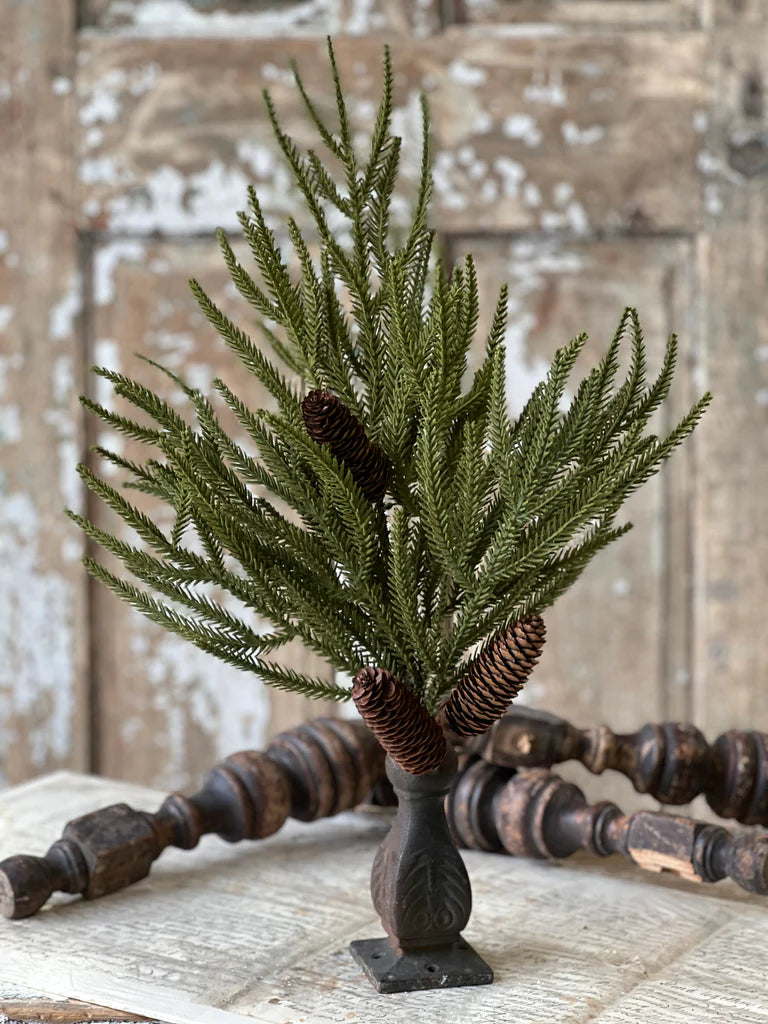 22&quot; Norfolk Ridge Bush