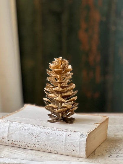 Epaulette Pinecone