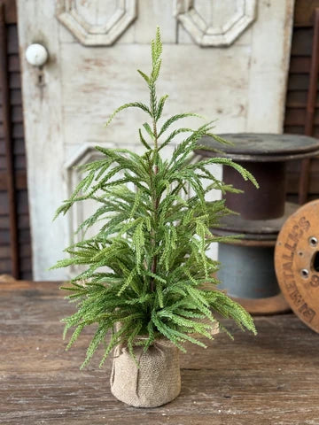 York Norfolk Pine Tree