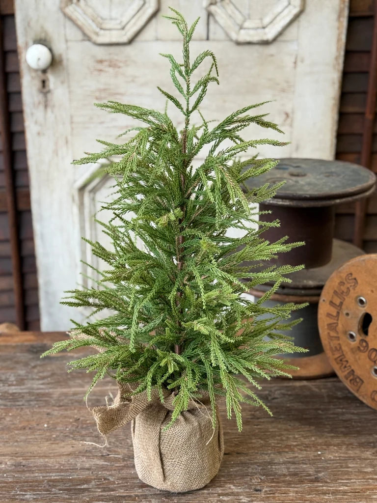 York Norfolk Pine Tree