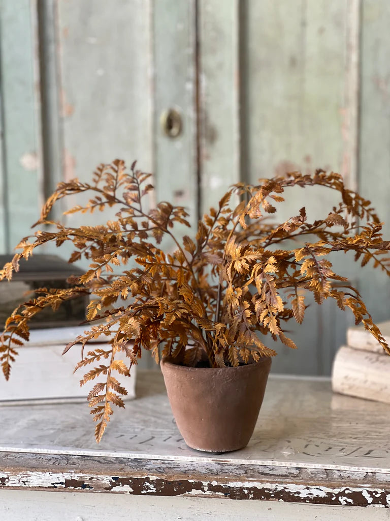 Autumnal Fern Potted